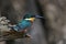 American pygmy kingfisher Chloroceryle aenea perched on a stick