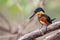 American pygmy kingfisher perching on a branch