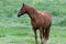 An American Quarter Horse