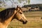 American Quarter Horse buckskin Stallion