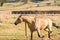 American Quarter Horse buckskin Stallion