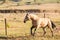 American Quarter Horse buckskin Stallion