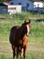 American Quarter Horse in a Field with Horse Trailer