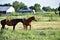 American Quarter Horse in a Field with Horse Trailer