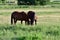 American Quarter Horse in a Field with Horse Trailer