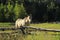 American quarter horse in a field, Rocky Mountains, Colorado