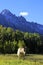 American quarter horse in a field, Rocky Mountains, Colorado