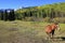 American quarter horse in a field, Rocky Mountains, Colorado
