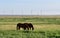 American Quarter Horse in a Field with Windmills