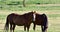 American Quarter Horse in a Field with Windmills