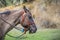 American quarter horse portrait, California