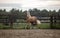 American Quarter Horse   running free on a  meadow