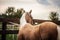 American Quarter Horse   running free on a  meadow