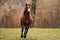 american quarter horse stallion