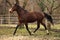 american quarter horse stallion