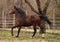 american quarter horse stallion