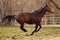 american quarter horse stallion