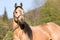 American Quarter horse stallion posing