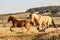 American Quarter Horses running