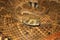 American rattlesnake