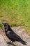 American Raven, Common Raven