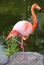 American Red Flamingo. Graceful bird .