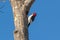 American Red-Headed Woodpecker