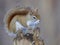 American red squirrel