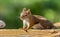 American Red Squirrel pauses briefly on a wood plank