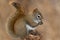 American Red Squirrel - Tamiasciurus hudsonicus