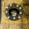 American Red Squirrel Tamiasciurus hudsonicus kit in a nesting box