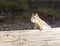 American red squirrel (Tamiasciurus hudsonicus) looks out from b