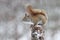 American Red Squirrel in a Winter Snow Storm
