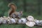 American Red Squirrel in a Woodland