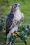 American Red-tailed Hawk