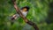 American Redstart