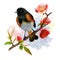 American Redstart bird watercolor painting