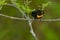 American Redstart - Setophaga ruticilla