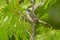 American Redstart - Setophaga ruticilla