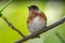 American redstart (Setophaga ruticilla