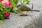 American Redstart - Setophaga ruticilla