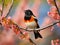 American Redstart Singing