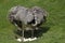 American Rhea, rhea americana, Adult sitting on Eggs in Nest