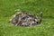 American Rhea, rhea americana, Adult sitting on Eggs in Nest