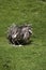 American Rhea, rhea americana, Adult sitting on Eggs in Nest