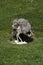 American Rhea, rhea americana, Adult sitting on Eggs in Nest