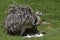 American Rhea, rhea americana, Adult sitting on Eggs in Nest
