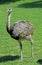 American Rhea, rhea americana, Adult standing on Grass