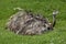 American Rhea, rhea americana, Female standing on Nest