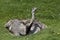 American Rhea, rhea americana, Female standing on Nest